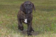Male Cane Corso:Otis..12weeks old